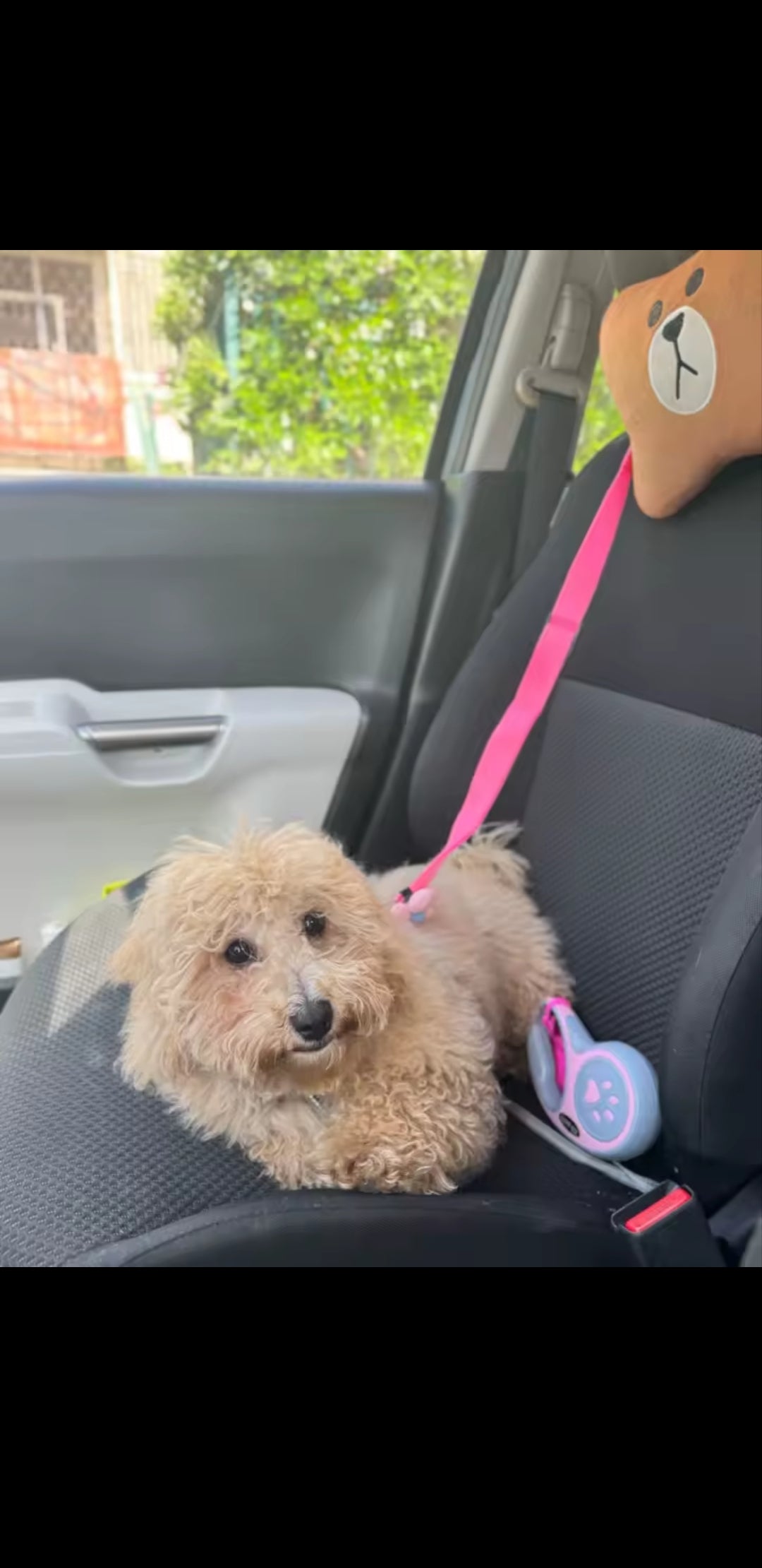 ComfortFit™ Dog Car Safety Harness